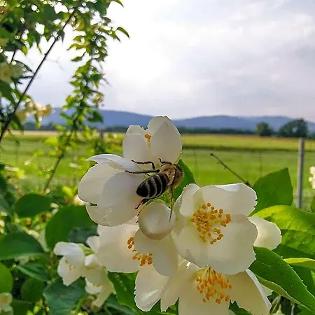 Hotel Jasminowe Wzgorze